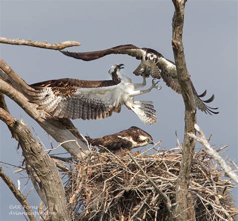 The Great Osprey Fight by AForns on DeviantArt