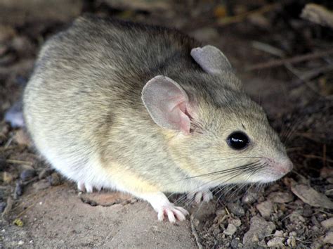 white-throated woodrat (also called a pack rat) (in arizona) Exotic Pets, Exotic Animals ...