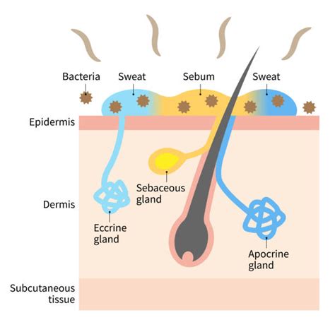 20+ Apocrine Sweat Gland Illustrations Stock Illustrations, Royalty-Free Vector Graphics & Clip ...