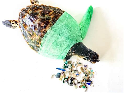 Sea Turtles And Plastic - Marine Savers