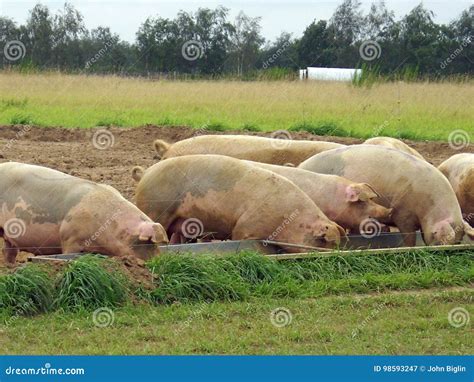 Pigs feeding from trough stock image. Image of agiculture - 98593247