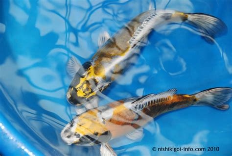 Koi Fish Meaning Definition | Koi Fish Information