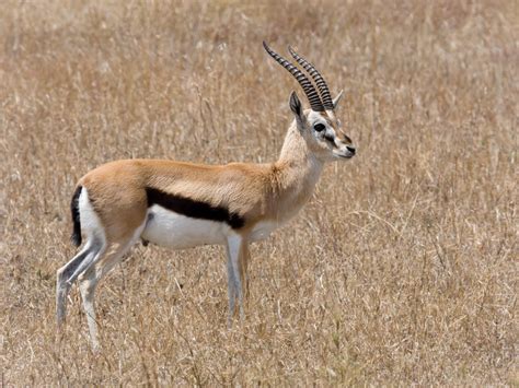 Fichier:Serengeti Thomson-Gazelle1.jpg — Wikipédia