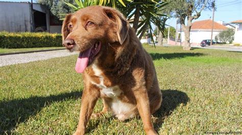 World's oldest dog ever recorded, Bobi, dies at age 31 - Hindustan Times