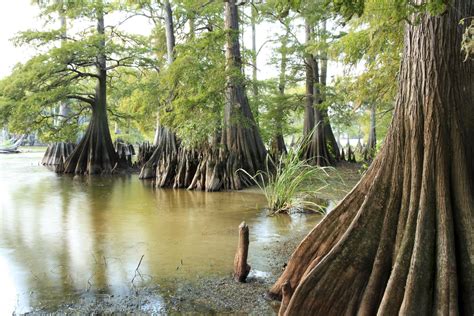 a swampy area with trees and water in the foreground