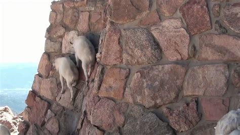 Cute! Baby Mountain Goats climb wall to get to Mama - YouTube