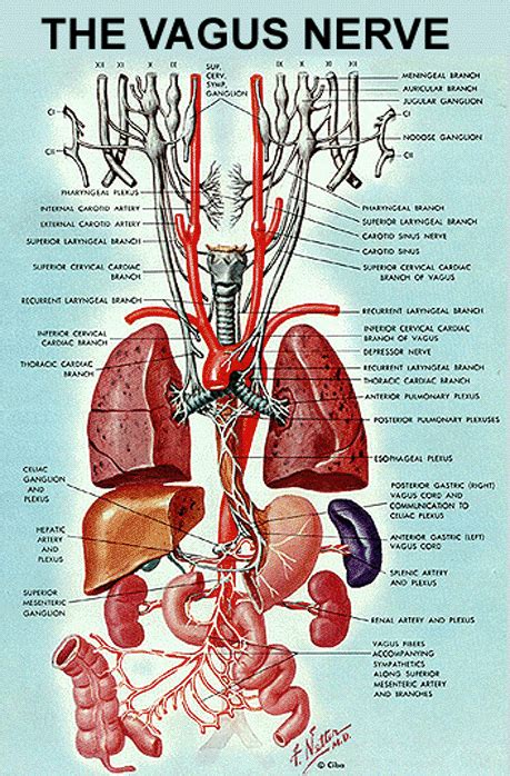 because i can :) | Vagus nerve, Medical anatomy, Human anatomy and physiology