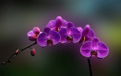 Purple Orchid Wallpaper - WallpaperSafari