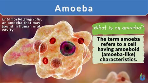 Amoeba - Definition and Examples - Biology Online Dictionary