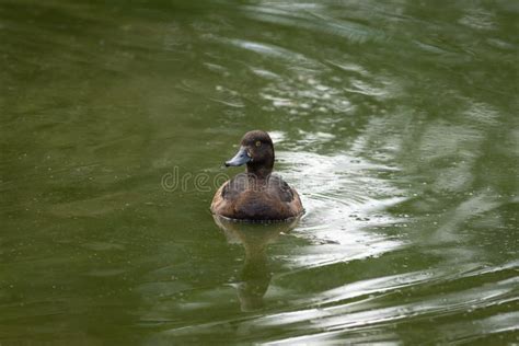 Female Tufted Duck stock image. Image of female, river - 242537065