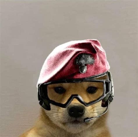 Doge With Hat R6 - doge crypto