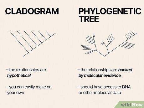 How to Read a Cladogram: 5 Interpretation Tips