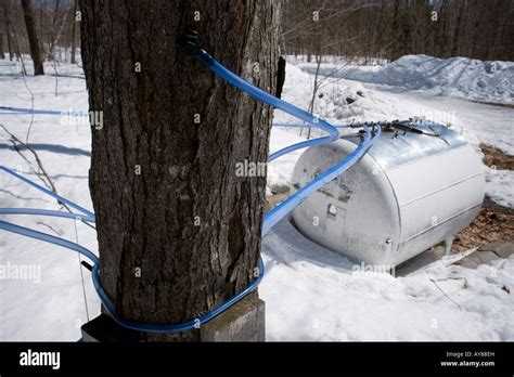 Maple syrup production hi-res stock photography and images - Alamy