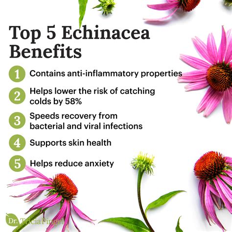 5 Echinacea Benefits - Dr. Pingel