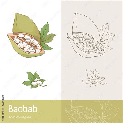 Baobab fruit Stock Vector | Adobe Stock