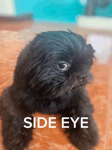 Side Eye Side Eye Dog GIF - Side eye Side eye dog Side eye meme ...