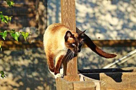 Siamese Cat: Personality and Behavior | Siameseofday