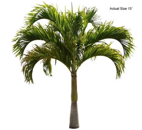 Where to Find the Best Palm Trees For Sale in the USA - Petal Republic