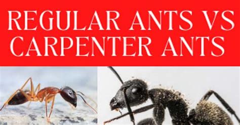 Bridgewater Pest Control: Regular Ants vs Carpenter Ants