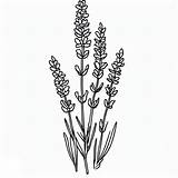 Desenhos De Lavanda Simples Para Colorir E Imprimir  ColorirOnlineCom sketch template