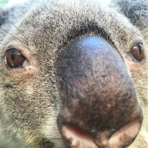 Those eyes I see you #koala #koalabear #eyes #australianwildlife #closeup #bignose #iseeyou # ...