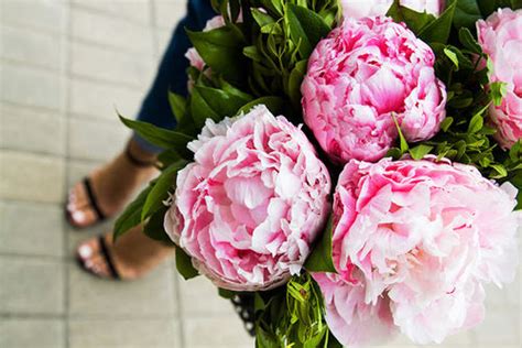 Beautiful Pink Peonies Pictures, Photos, and Images for Facebook, Tumblr, Pinterest, and Twitter