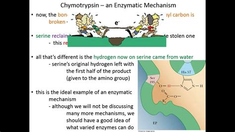 Lecture 7C: Chymotrypsin Mechanism - YouTube