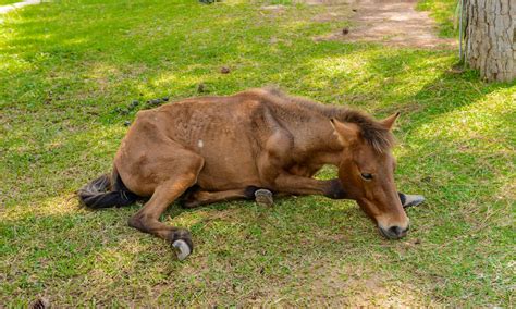 What Is Horse Colic? (Causes, Symptoms, Diagnose, Treat & Prevent)