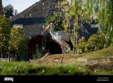 Bioparc Valencia spain zoo animals biopark Stock Photo - Alamy