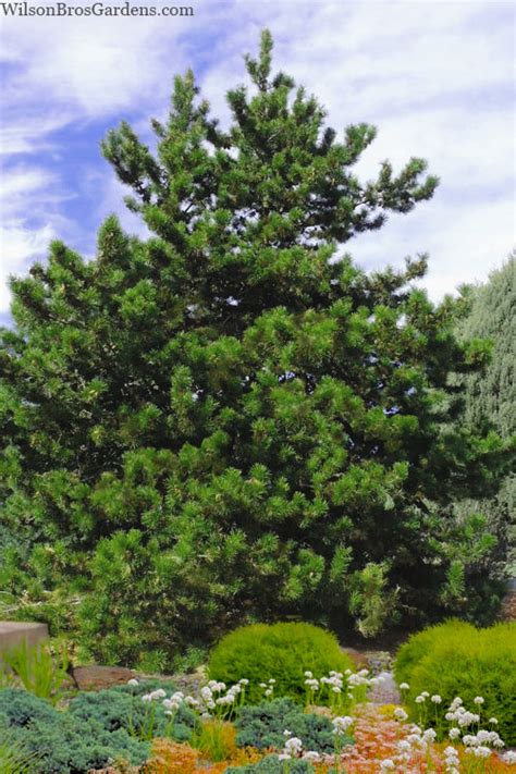 Buy Virginia Pine | FREE SHIPPING | Wilson Bros Gardens | 1 Gallon Pot