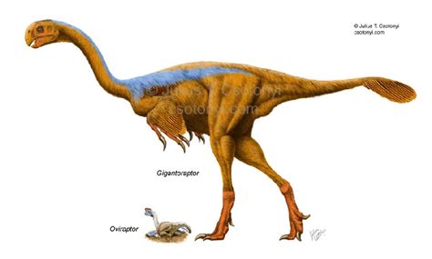 Gigantoraptor Pictures & Facts - The Dinosaur Database