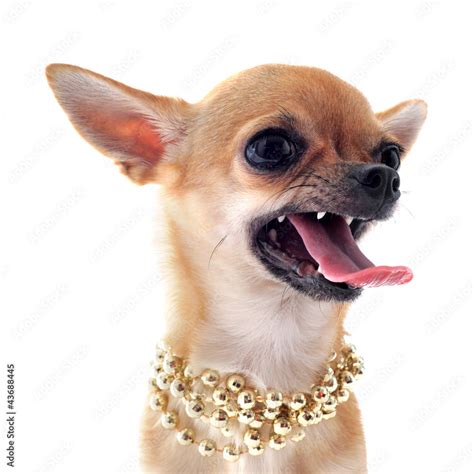 angry chihuahua Stock Photo | Adobe Stock