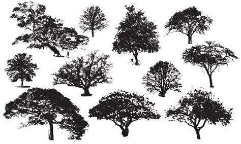 trees vector illustration design black and white background collection 5392254 Vector Art at ...