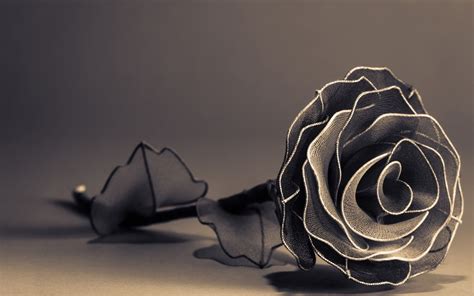 Black and white roses, Black roses wallpaper, White roses wallpaper