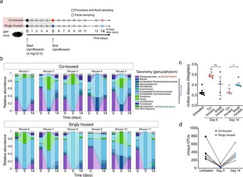 Ciprofloxacin treatment results in stochastic extinction of the... | Download Scientific Diagram