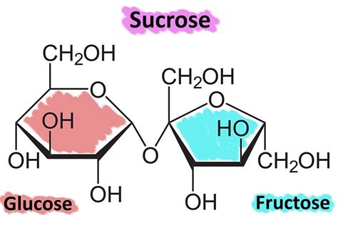 Glucose vs. Fructose vs. Sucrose – What Is It All About? | GGP