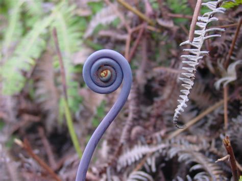 Spirals in Nature