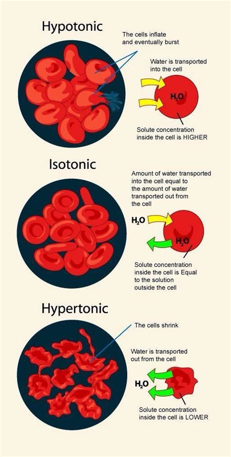 1249 best images about Blood Cells, Components, and Circulation on Pinterest | Red blood cells ...