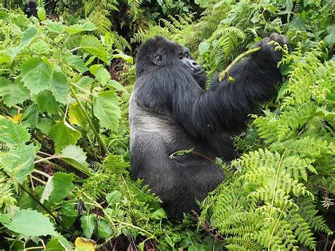 Mountain Gorillas In Volcanoes National Parkrwanda Wild Animal Rwanda ...