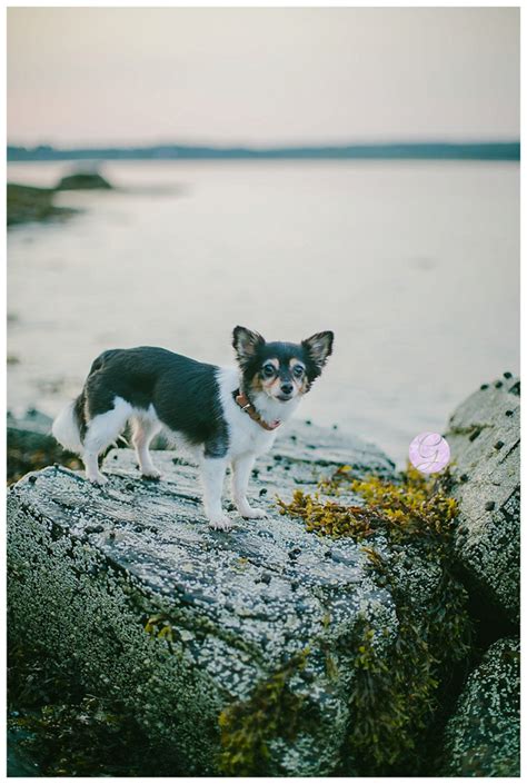 Amanda & Kyle Mackworth Island Engagement - Maine wedding Photographer Greta Tucker