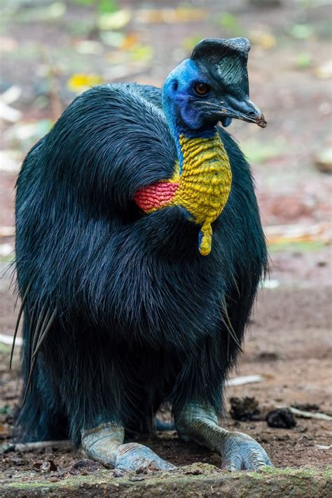 Northern Cassowary - Casuarius unappendiculatus - ZooChat