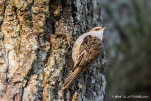 The Second Ladybird book of British Birds #11 – The Treecreeper – the HALL of EINAR