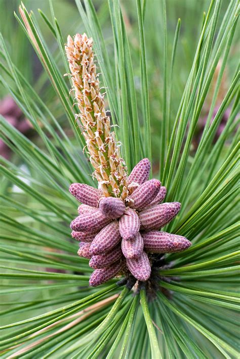 Pinus rigida (pitch pine): Go Botany