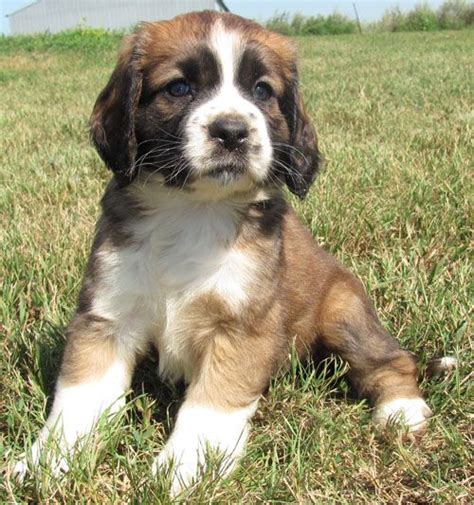 Mini Saint Bernard Dog Breed Info: Pictures, Traits & Facts