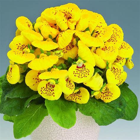 Calceolaria, Pouch Flower, Slipper Flower (Calceolaria Hybrid) | My ...