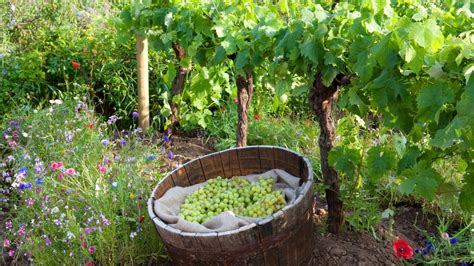 How to prune grape vines: for healthy, productive plants | Homes & Gardens