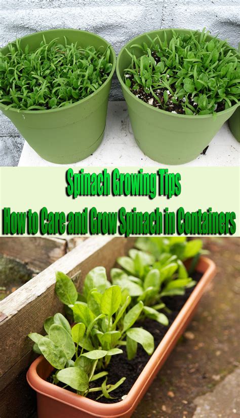 Quiet Corner:Spinach Growing Tips: How to Care and Grow Spinach in Containers - Quiet Corner