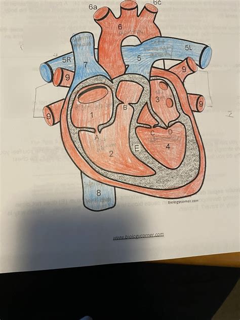 heart diagram Diagram | Quizlet