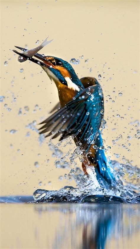 Kingfisher Catching, fish, HD phone wallpaper | Peakpx