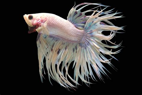 Betta Fish Types | Betta Splendens | Aquariadise